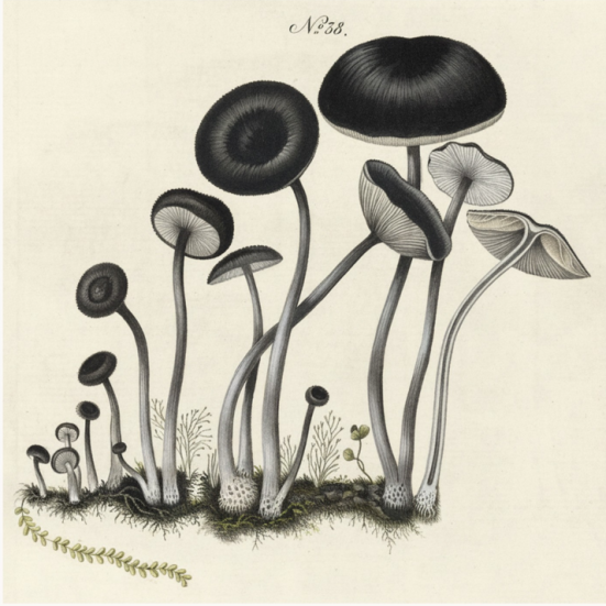 Holmskiold artwork
