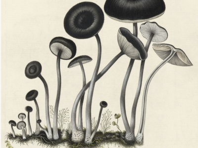 Holmskiold artwork